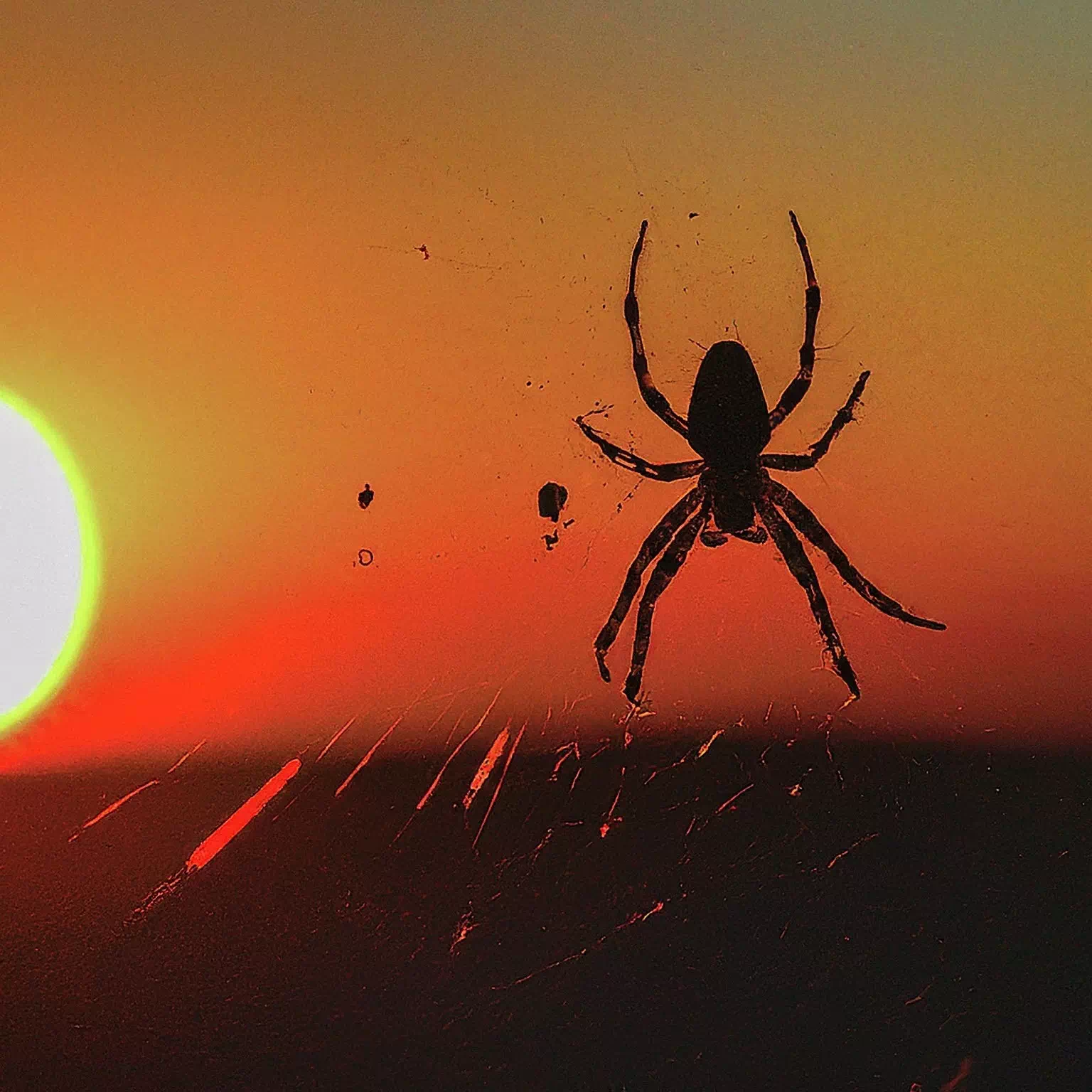 夕方のクモ