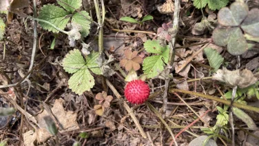 へびいちごは毒がある？