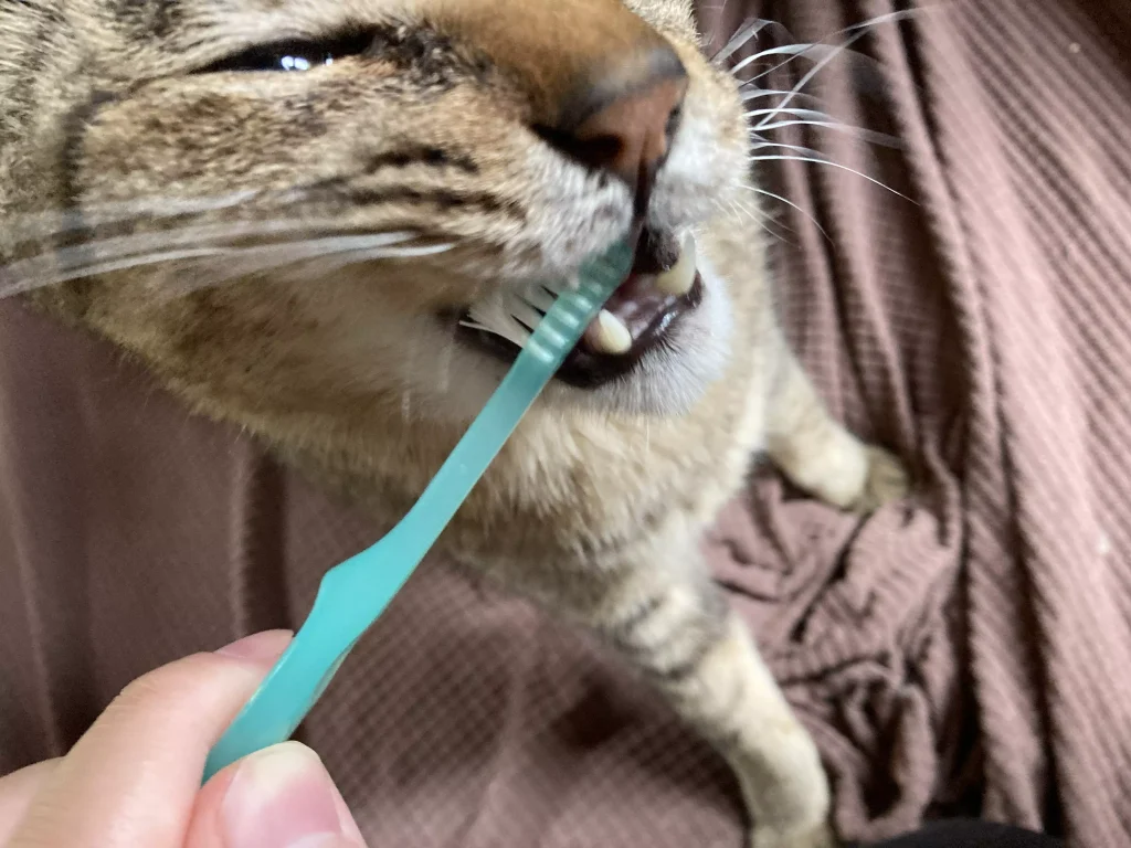 猫の歯磨きが難しい！