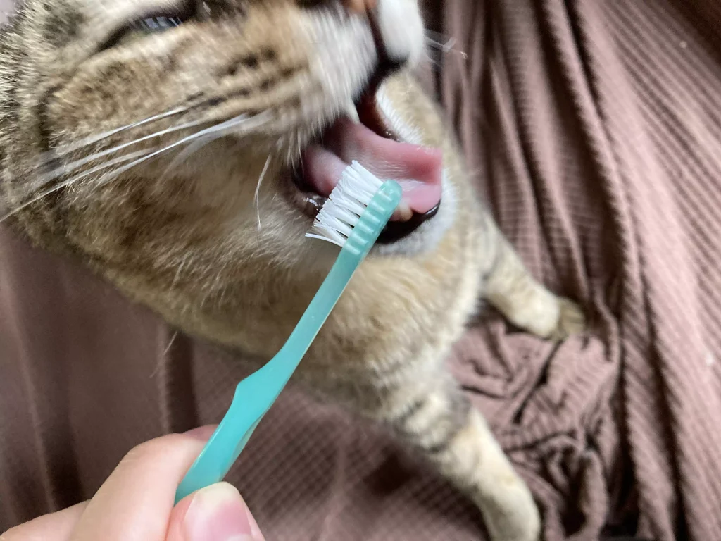 猫に歯磨きをさせるには？