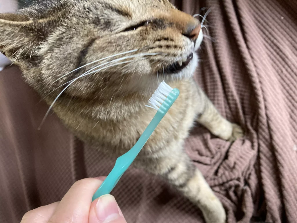 歯磨きを嫌がる猫