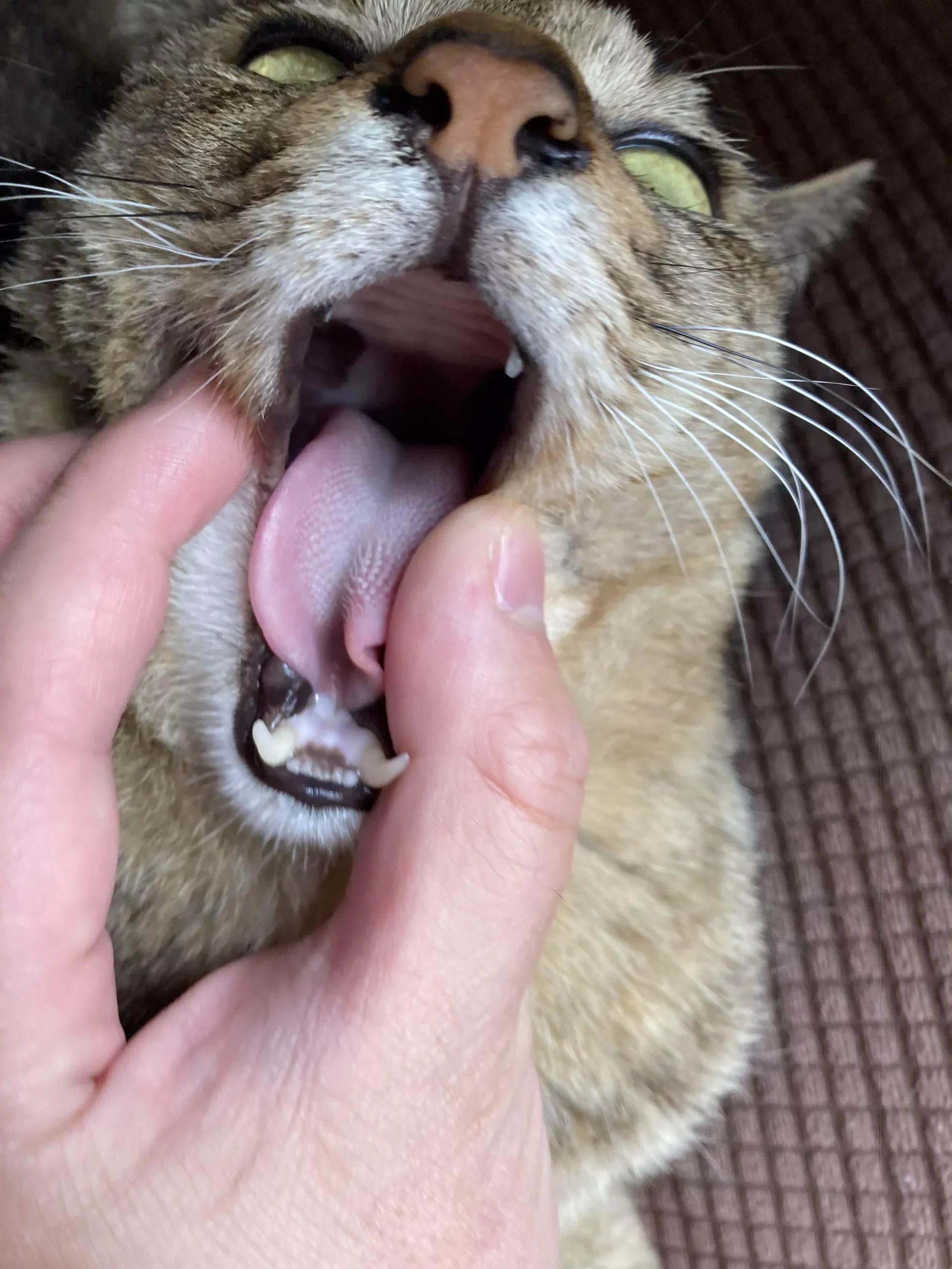 口を開けない猫の歯磨き