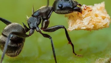 アリの巣コロリが逆効果の真相！