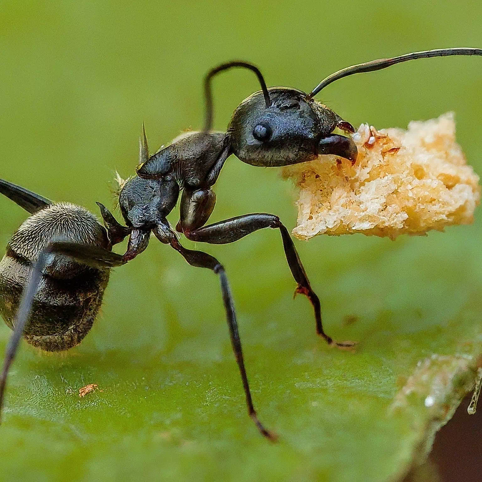 アリの巣コロリが逆効果の真相！