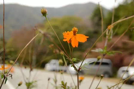 樹海の駐車場に咲く花