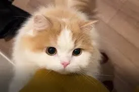 猫のレモンちゃんねる炎上の闇。アンチが激怒した許せない理由を解説