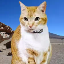 元野良猫チャチャの年収を大暴露！飼い主の仕事と炎上の全真相