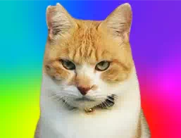 元野良猫チャチャの飼い主の謎と炎上の真相【年収以外】