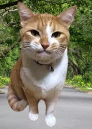 元野良猫チャチャの年収はいくら?最新動画から徹底分析
